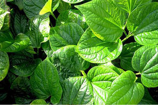 Lá lốt: vị thuốc tốt trị đau lưng, sưng khớp gối, bàn chân tê buốt