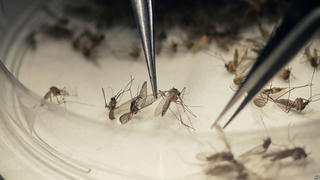 Virus Zika có khả năng lây lan nhanh ở Đông Nam Á