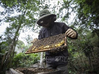 Nuôi ong núi đá lấy mật