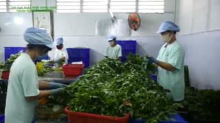 Một số hợp tác xã sản xuất rau an toàn điển hình tại TP HCM