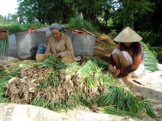Hành lá được giá, nông dân trúng lớn