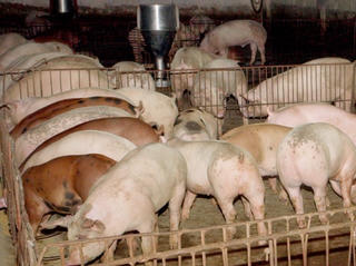 Khổ sở vì trại nuôi heo