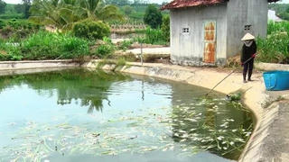 Kon Tum: Cá chết nổi trắng hồ, người chăn nuôi gặp khó
