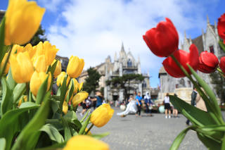 Lễ hội hoa tulip lớn nhất Việt Nam tại Sun World Ba Na Hills