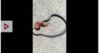 Rết kịch độc đoạt mạng rắn trong trận tử chiến