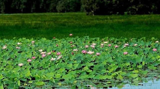 Vùng đất ngập nước ở Đồng Tháp Mười