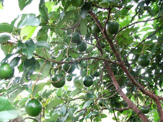 Kỹ thuật  trồng  cây bơ