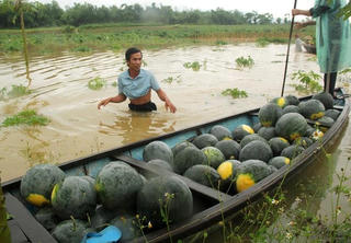 Mưa trái mùa, người dân thiệt hại nặng