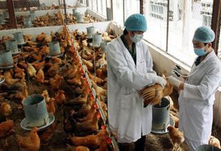 Đắk Lắk: Phát hiện, tiêu hủy ổ dịch thứ 3 cúm gia cầm H5N1