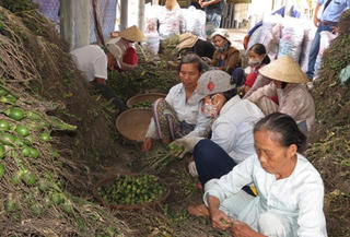 Nông dân ồ ạt bán tháo cau non