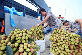 Vải lai trứng Phù Cừ được mùa, được giá