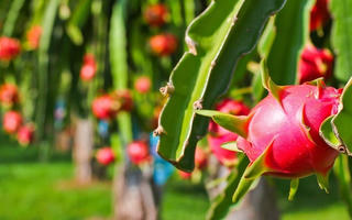 Giá trị xuất khẩu nông lâm thủy sản đạt kỷ lục mới trên 36 tỷ USD