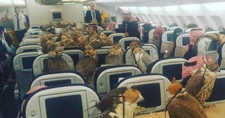 Hoàng tử Saudi Arabia mua vé máy bay cho 80 con chim ưng