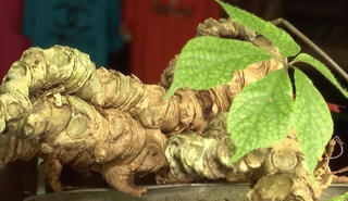 Hy vọng từ cây sâm