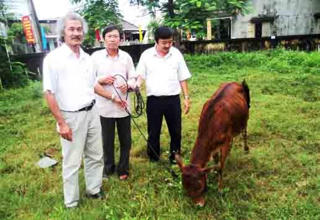 Quảng Ngãi: Trao tặng 100 con bò giống cho hộ nghèo