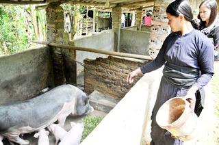 Nhập khẩu thức ăn chăn nuôi: “Bài toán” bí lời giải