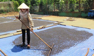 Giá hồ tiêu giảm sâu trước vụ thu hoạch 2017