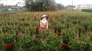 Quảng Nam, Quảng Ngãi: Chát đắng nghề trồng hoa Tết