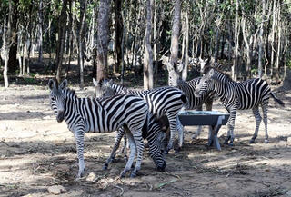 Vingroup: Không có việc hàng ngàn động vật chết tại Vinpearl Safari