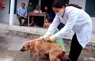 Nắng nóng, lại lo bệnh dại