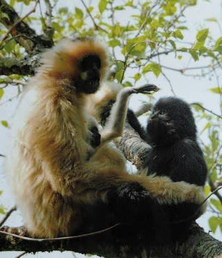 Sơn La có thêm khu bảo tồn thiên nhiên Mường La