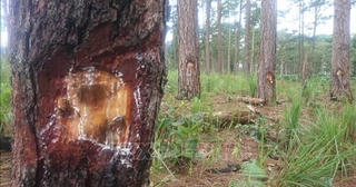 Lâm Đồng: Kiên quyết xử lý các đối tượng lấn chiếm rừng thông