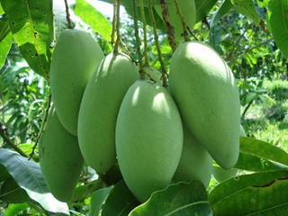 Xoài Việt Nam vào thị trường Australia