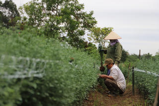 Lo lắng cho một mùa cúc họa mi