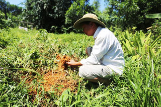 Quảng Nam: Người trồng nghệ điêu đứng vì không người hỏi mua