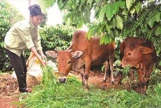 Kon Tum: Tiếp sức cho các hộ nghèo