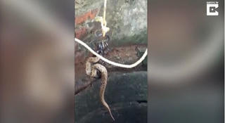 [VIDEO] Giải cứu rắn hổ bướm kịch độc rơi xuống giếng sâu