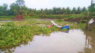 Vĩnh Long: Sạt lở nghiêm trọng khoảng 4 tấn cá điêu hồng trôi sông 