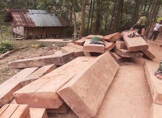 Quảng Trị: Phát hiện nhiều khối gỗ vô chủ ở bìa rừng