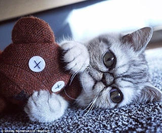 Con mèo không biết nhắm mắt