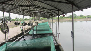 Yên Lập: Thu gần 15 tỷ đồng từ nghề ương cá giống