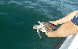 Thả 3 cá thể đồi mồi quý hiếm từ quán nhậu về biển