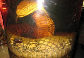 Rắn độc ngâm rượu 3 tháng ngóc đầu cắn cô gái suýt chết