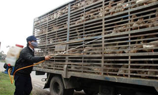 Kiểm dịch động vật để phòng chống MERS-CoV