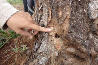 Gia Lai: Xử lí nghiêm đối tượng triệt hạ rừng thông bằng hóa chất