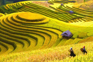 Trải nghiệm du lịch Hoàng Su Phì bằng hình thức trực tuyến