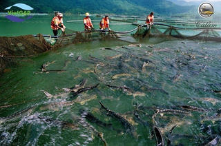 Vựa cá hồi Sa Pa từng kiếm tiền tỷ mỗi năm nay 'khóc ròng' tìm đầu ra 