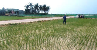 Lý Sơn (Quảng Ngãi): Người dân phấn khởi trồng hành trúng mùa, được giá