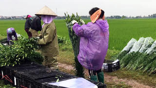 Hoa tươi, người héo