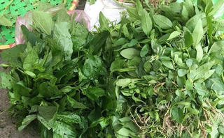 Rau dại đắt hàng