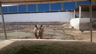 Sơ sài nuôi nhốt động vật hoang dã