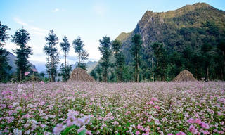 Đá nở hoa