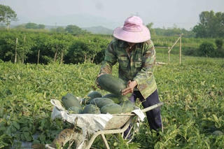Hơn 1.130 tấn dưa hấu ứ đọng