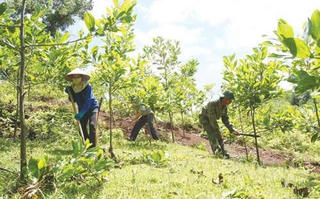 Gia Lai: Đảm bảo kế hoạch trồng mới 7.000 ha rừng