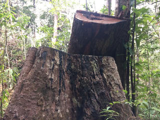 Gia Lai: Bắt giám đốc doanh nghiệp nghi tàng trữ gỗ lậu