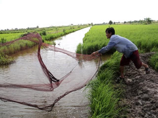 Luân canh một vụ tôm, một vụ lúa: Hiệu quả cao